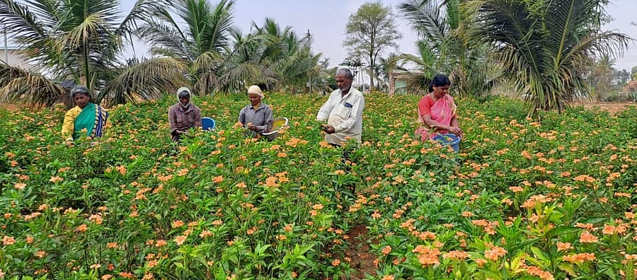 ಜಯಪುರ ಹೋಬಳಿಯ ಡಿ.ಸಾಲುಂಡಿ ಗ್ರಾಮದ ರೈತ ಬಸವನಾಯಕ ಅವರ ತೋಟದಲ್ಲಿ ಕನಕಾಂಬರ ಹೂವು ಬಿಡಿಸಿದ ಕಾರ್ಮಿಕರು