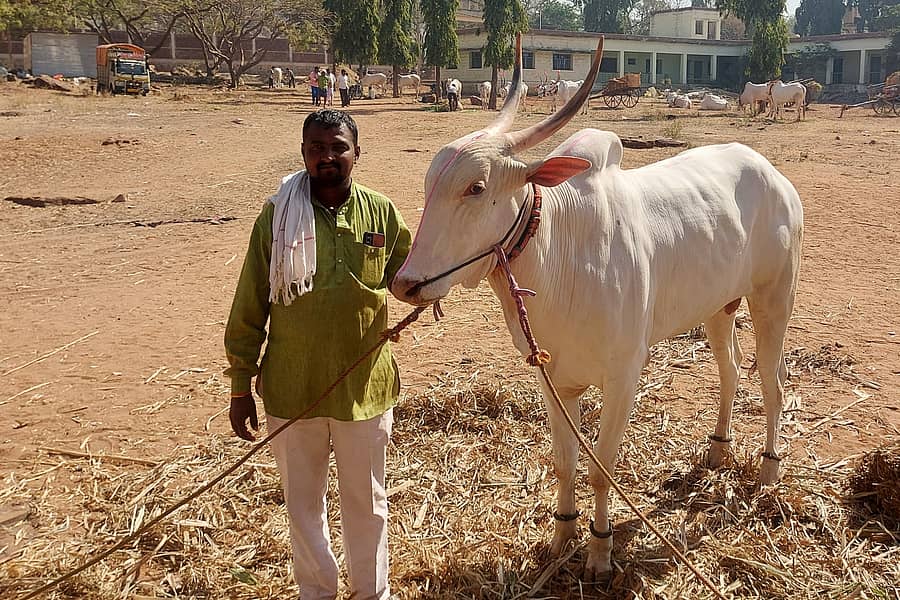 <div class="paragraphs"><p>ಜಾತ್ರೆಯಲ್ಲಿ ರೂ. 21 ಲಕ್ಷ ಮೌಲ್ಯದ ಹೋರಿಯೊಂದು ಆಕರ್ಷಕವಾಗಿತ್ತು ರೈತರು ವೀಕ್ಷಿಸಿದರು.</p></div>