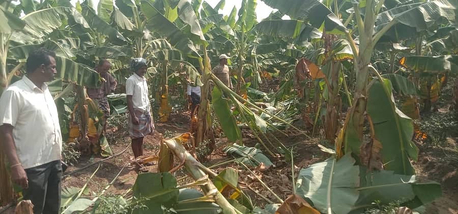 ಗುಂಡ್ಲುಪೇಟೆ ತಾಲ್ಲೂಕಿನ ಹೊಂಗಹಳ್ಳಿ ಹೊರ ವಲಯದ ರೈತರ ಜಮೀನಿನಲ್ಲಿ ಕಾಡಾನೆ ದಾಳಿಯಿಂದ ಬಾಳೆ ಬೆಳೆ ನಾಶವಾಗಿದೆ.