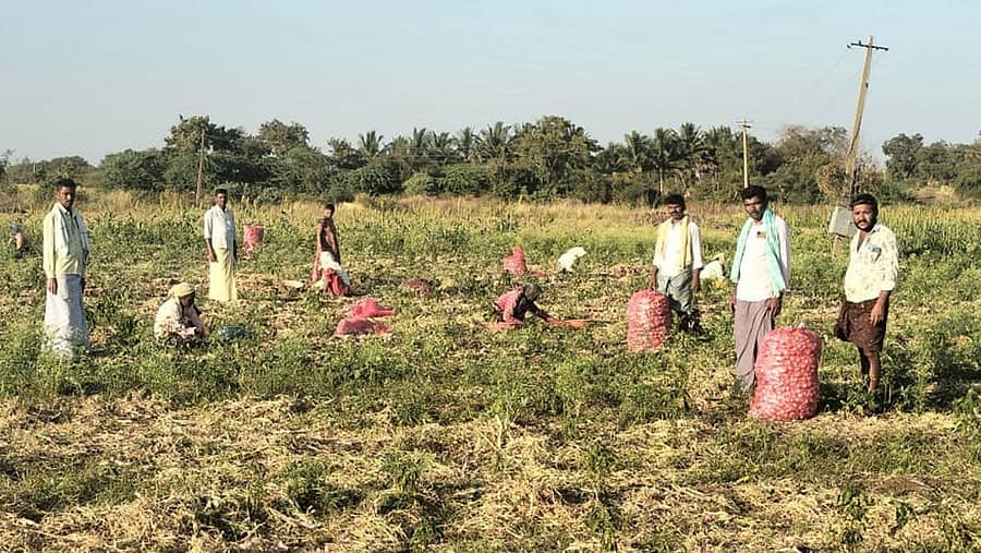 <div class="paragraphs"><p><strong>ಹೂವಿನಹಡಗಲಿ ತಾಲ್ಲೂಕು ಉತ್ತಂಗಿಯಲ್ಲಿ ರೈತರು ಈರುಳ್ಳಿ ಕಟಾವು ಮಾಡುತ್ತಿರುವುದು</strong><br></p></div>