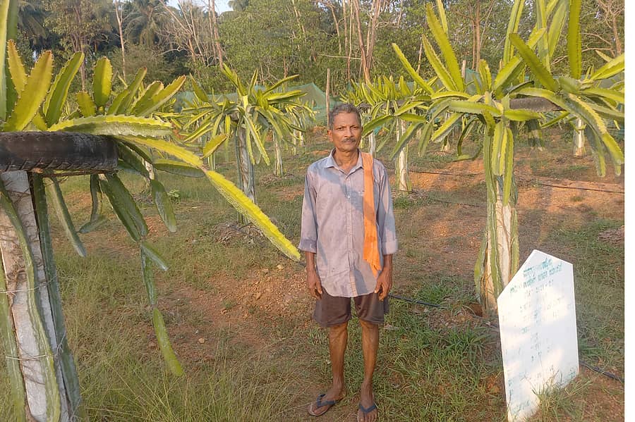 ಹೊನ್ನಾವರ ತಾಲ್ಲೂಕಿನ ಕೆಕ್ಕಾರಿನಲ್ಲಿ ತಾವು ಬೆಳೆದ ಡ್ರ್ಯಾಗನ್ ಫ್ರುಟ್ ತೋಟದಲ್ಲಿ ಕೃಷಿಕ ನಾಗಪ್ಪ ಗೌಡ ನಿಂತಿರುವುದು.