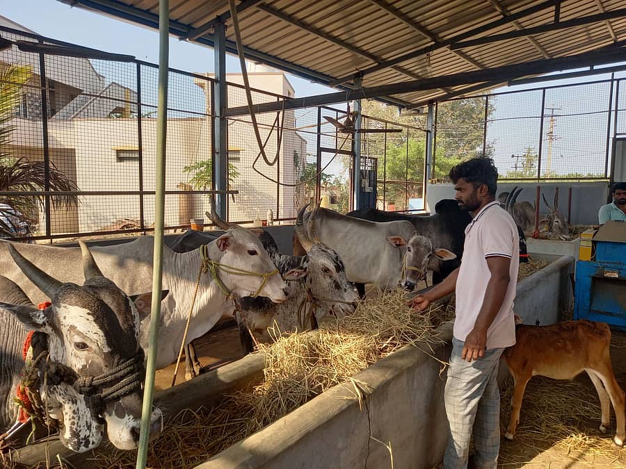 ಮಾಯಕೊಂಡ ಸಮೀಪದ ಕೊಡಗನೂರು ಕ್ರಾಸ್ ಬಳಿ ಇರುವ ದೇಸಿ ಹಸುಗಳ ಫಾರಂನಲ್ಲಿ ಹಸುಗಳ ನಿರ್ವಹಣೆ ಮಾಡುತ್ತಿರುವ ಮಜ್ಜಿಗೇನಹಳ್ಳಿ ಕುಮಾರ್