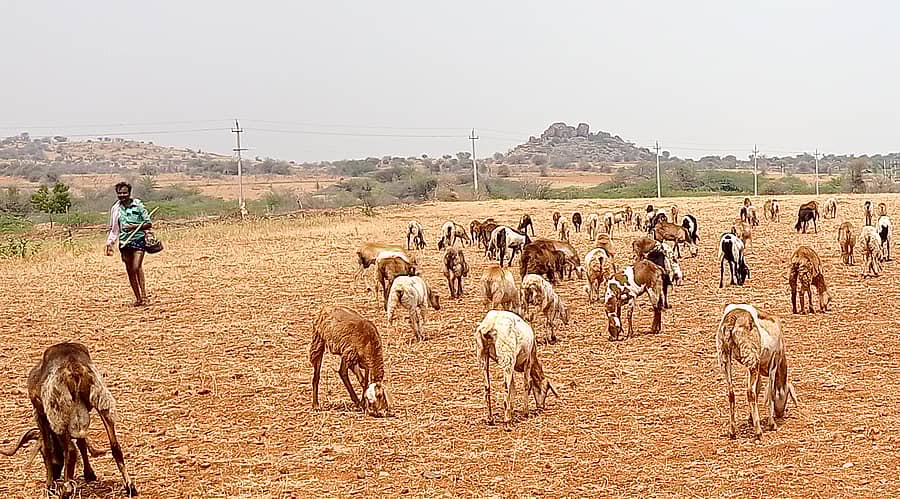 ದಳವಾಯಿಹಳ್ಳಿಯಲ್ಲಿ ಮೇವು ಅರಸುತ್ತಿರುವ ಕುರಿಗಳು