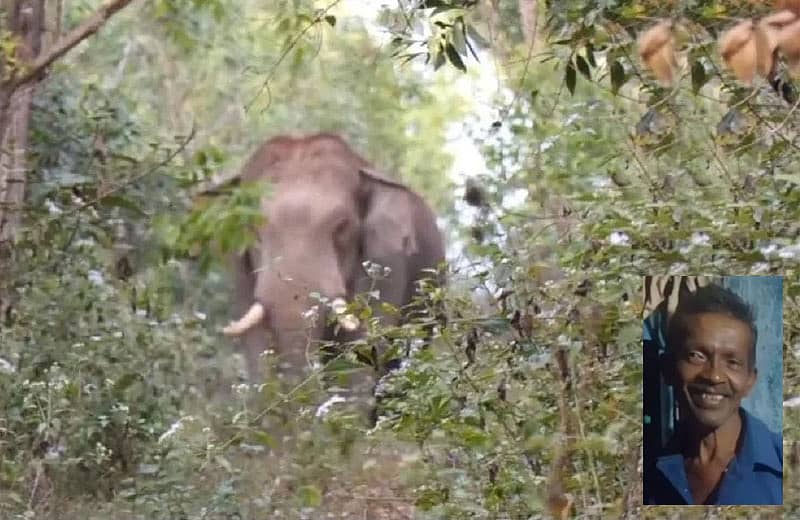 <div class="paragraphs"><p>ಆನೆ (ಸಂಗ್ರಹ ಚಿತ್ರ), ಒಳಚಿತ್ರದಲ್ಲಿ ಶೀಧರ್</p></div>