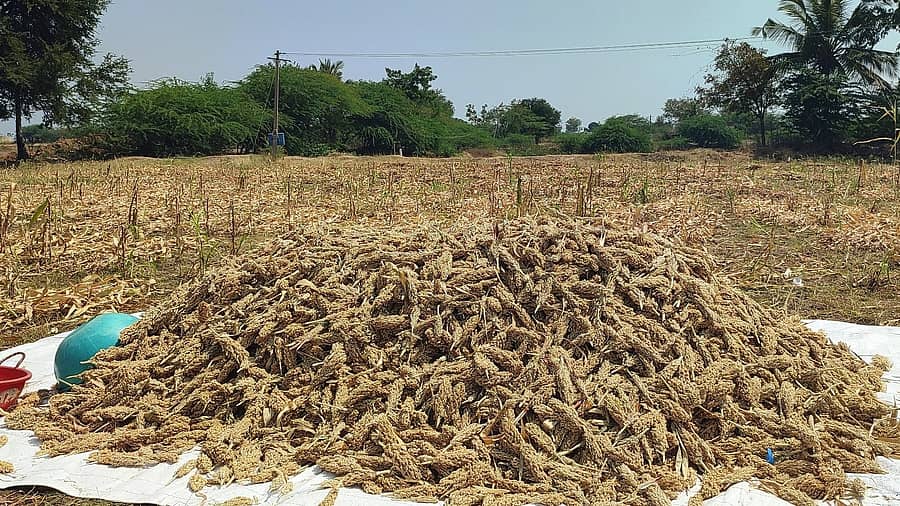 ಹುನಗುಂದ ತಾಲ್ಲೂಕಿನ ಚಿತ್ತವಾಡಗಿ ಗ್ರಾಮದ ಹೊಲದಲ್ಲಿ ರೈತರೊಬ್ಬರು ಬಿಳಿಜೋಳದ ತೆನೆಯನ್ನು ರಾಶಿ ಹಾಕಿರುವುದು