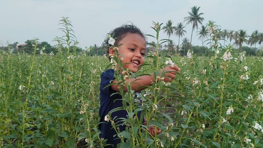 ಸಿರುಗುಪ್ಪ ತಾಲ್ಲೂಕಿನ ದೇಶನೂರು ಗ್ರಾಮದ ರೈತ ಮಂಜುನಾಥ ‌ತಮ್ಮ 4 ಎಕರೆಯಲ್ಲಿ‌ ಬೆಳೆದ ಬಿಳಿ ಎಳ್ಳಿನ ಪೈರು