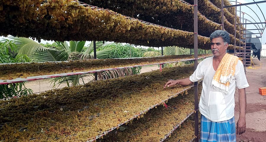 ಮುದ್ದೇಬಿಹಾಳ ತಾಲ್ಲೂಕು ಬಸರಕೋಡದಲ್ಲಿ ರೈತ ಹೇಮರಡ್ಡಿ ಮೇಟಿ ಅವರು ತಮ್ಮ ಹೊಲದಲ್ಲಿ ಬೆಳೆದಿರುವ ದ್ರಾಕ್ಷಿಯನ್ನು ಮಣುಕ ಮಾಡಲು ಹಾಕಿರುವುದು