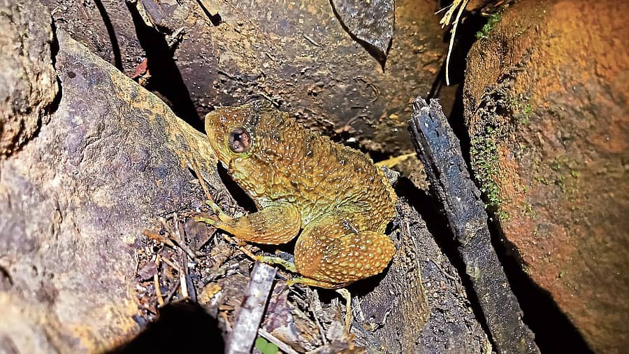 ಕುಂಬಾರ ಕಪ್ಪೆ
ಚಿತ್ರ: ಪ್ರದೀಪ್ ಕಲ್ಲಳ್ಳಿ