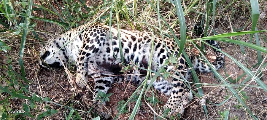 ಚನ್ನಪಟ್ಟಣ ತಾಲ್ಲೂಕಿನ ಹುಲುವಾಡಿ ಗ್ರಾಮದಲ್ಲಿ ದೊರೆತ ಚಿರತೆಯ ಕಳೇಬರ