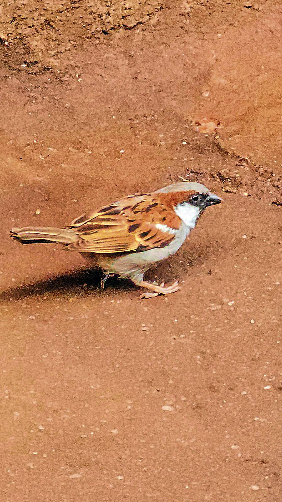 ದೇವರಾಜ ಮಾರುಕಟ್ಟೆಯಲ್ಲಿ ಕಂಡ ಗುಬ್ಬಚ್ಚಿ
