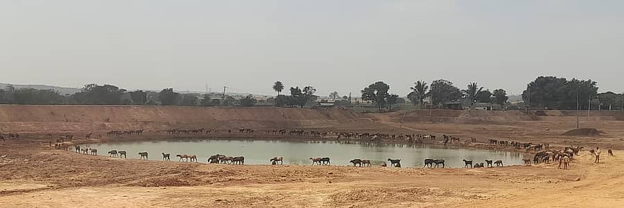 ಧಾರವಾಡ ತಾಲ್ಲೂಕಿನ ಹಂಗರಕಿ ಗ್ರಾಮ ಪಂಚಾಯಿತಿ ವ್ಯಾಪ್ತಿಯ ದುಬ್ಬನಮುರಡಿ ಗ್ರಾಮದ ಕೆರೆಯಲ್ಲಿ ಜಾನುವಾರುಗಳು ನೀರು ಕುಡಿಯುತ್ತಿರುವುದು
