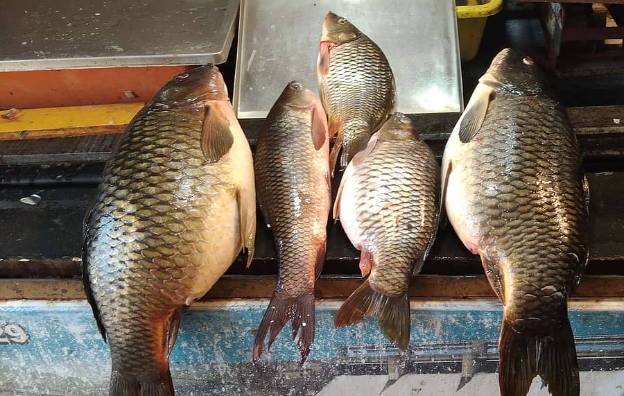 <div class="paragraphs"><p>ಮೀನು </p></div>