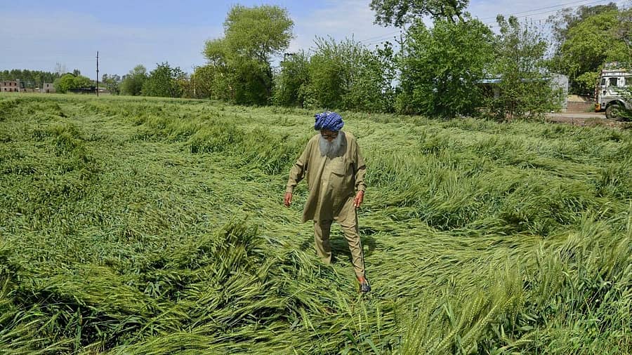 <div class="paragraphs"><p>ಪಂಜಾಬ್ನ ಅಮೃತಸರದ ಹೊರವಲಯದಲ್ಲಿ ಸುರಿದ ಭಾರೀ ಮಳೆಗೆ ನೆಲಕಚ್ಚಿದ ಗೋಧಿ ಬೆಳೆಯ ಪರಿಶೀಲನೆಯಲ್ಲಿ ರೈತ</p></div>