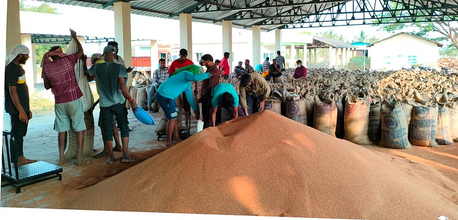 ಬೀರೂರು ಎಪಿಎಂಸಿ ಆವರಣದಲ್ಲಿ ಬೆಂಬಲಬೆಲೆ ಅಡಿ ರಾಗಿ ಖರೀದಿ ಕೇಂದ್ರ ಆರಂಭವಾಗಿದ್ದು ಗುರುವಾರ ರೈತರು ತಂದ ರಾಗಿಯನ್ನು ರಾಶಿ ಮಾಡಿ,ಕಾರ್ಮಿಕರು ಚೀಲಗಳಿಗೆ ತುಂಬಲು ಮುಂದಾದರು.