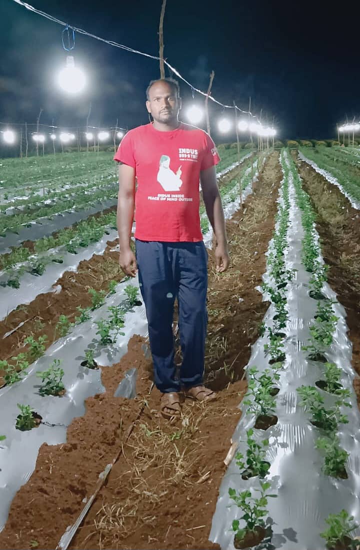 ಹಿರೇಕೆರೂರು ತಾಲ್ಲೂಕಿನ ನೀಡನೇಗಿಲು ಗ್ರಾಮದಲ್ಲಿ ಹನುಮಂತಪ್ಪ ದೊಡ್ಡೇರಿ ಅವರು ತಮ್ಮ 30 ಗುಂಟೆ ಜಮೀನಿನಲ್ಲಿ 140 ವಿದ್ಯುತ್ ಬಲ್ಬ್‌ಗಳನ್ನು ಅಳವಡಿಸಿ ಸೇವಂತಿಗೆ ಬೆಳೆದಿದ್ದಾರೆ