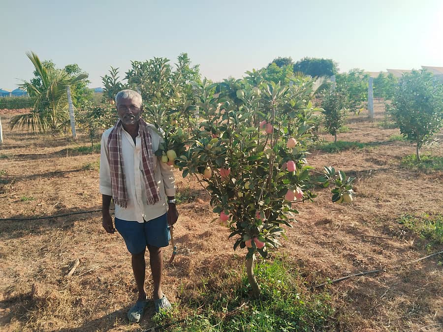 ಹೊಸಕೋಟೆ ತಾಲ್ಲೂಕು ಸೂಲಿಬೆಲೆ ಹೋಬಳಿ ಸಿದ್ದೇನಹಳ್ಳಿ ಗ್ರಾಮದಲ್ಲಿ ರೈತ ಬಸವರಾಜು ಬೆಳೆದಿರುವ ಸೇಬು
