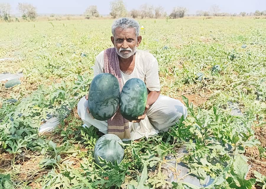 ರಾಣೆಬೆನ್ನೂರು ತಾಲ್ಲೂಕಿನ ಕಾಕೋಳ ಗ್ರಾಮದ ರೈತ ಶಿವಪ್ಪ ನವಲಿ ತಾವು ಬೆಳೆದ ಕಲ್ಲಂಗಡಿಯೊಂದಿಗೆ