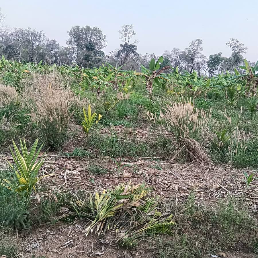 ಸೊರಬ ತಾಲ್ಲೂಕಿನ ಕಕ್ಕರಸಿ ಗ್ರಾಮದಲ್ಲಿ ಬಾಳೆ ಹಾಗೂ ಪೈಪ್ಗಳನ್ನು ನಾಶ ಪಡಿಸಿರುವುದು