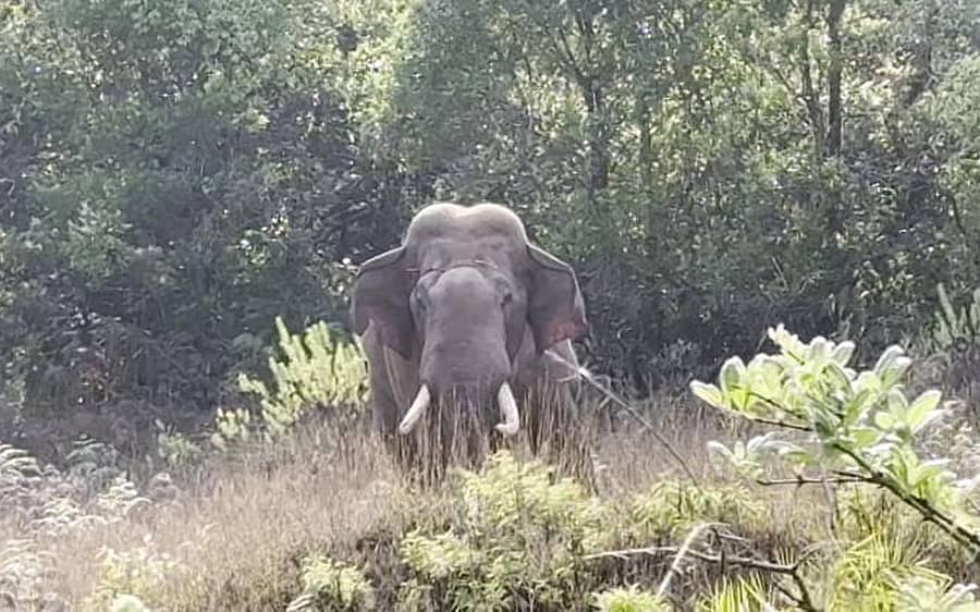 <div class="paragraphs"><p>ಕಾಡಾನೆ (ಪ್ರಾತಿನಿಧಿಕ ಚಿತ್ರ)</p></div>