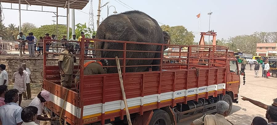 ಕುಣಿಗಲ್ ಎಡೆಯೂರು ಕ್ಷೇತ್ರದ ಆನೆ ಗಂಗಾ ಳನ್ನು ಪುನರ್ವಸತಿ ಕೇಂದ್ರಕ್ಕೆ ಸಾಗಿಸಲಾಯಿತು