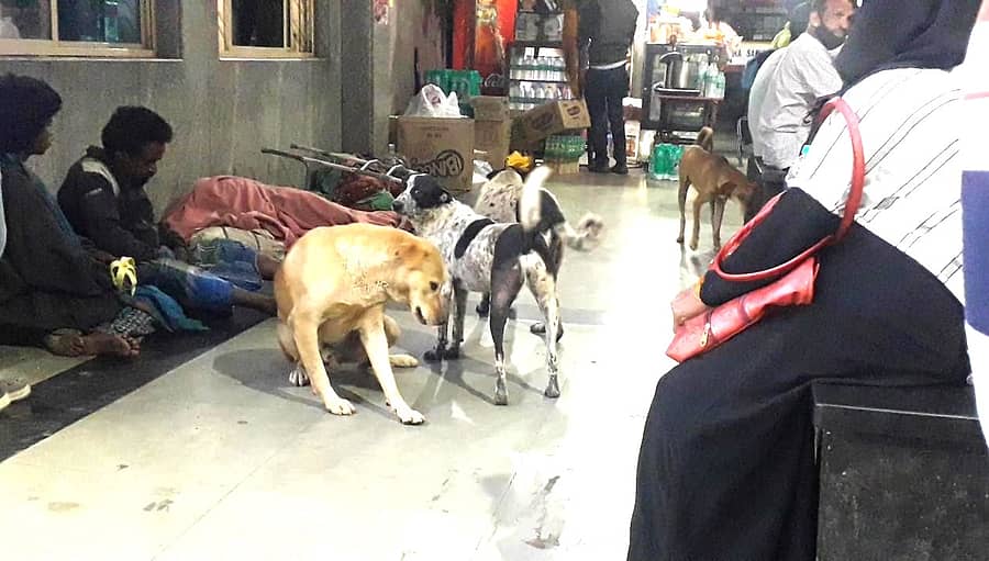 ಚಿಕ್ಕಮಗಳೂರಿನ ಕೆಎಸ್ಆರ್ಟಿಸಿ ಬಸ್ ನಿಲ್ದಾಣದ ಆವರಣದಲ್ಲಿ ಕಂಡು ಬಂದ ಬೀದಿ ನಾಯಿಗಳ ಹಿಂಡು