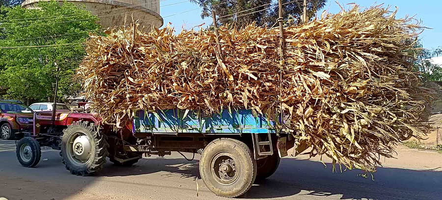 ವಿಜಯಪುರದ ರೈತರೊಬ್ಬರು ಮೇವು ಸಾಗಿಸುತ್ತಿರುವುದು