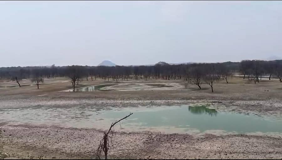 ಚೇಳೂರಿನ ಎರ್ರಗೂಡಿ ಸಮೀಪದ ಕೆರೆಯಲ್ಲಿ ತಗ್ಗು ಗುಣಿ ಪ್ರದೇಶದಲ್ಲಿ ಮಾತ್ರ ನೀರು ಇದೆ