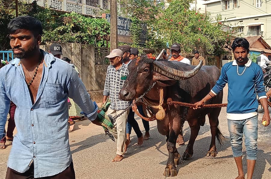 ಶಿರಸಿ ಮಾರಿಕಾಂಬಾ ದೇವಾಲಯದ ಪಟ್ಟದ ಕೋಣ ಜಾತ್ರೆ ಹಿನ್ನೆಲೆಯಲ್ಲಿ ನಗರದ ವಿವಿಧ ಪ್ರದೇಶಗಳಲ್ಲಿ ಮೆರವಣಿಗೆ ಮೂಲಕ ಕೊಂಡೊಯ್ಯುತ್ತಿರುವ ದೇವಾಲಯದ ಸಿಬ್ಬಂದಿ 
