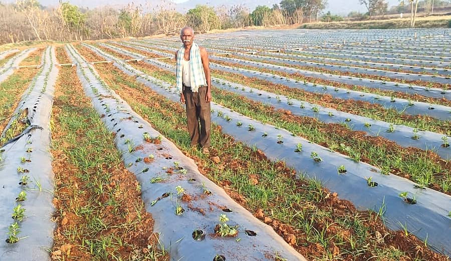 ದೊಡ್ಡಬಳ್ಳಾಪುರ ತಾಲ್ಲೂಕಿನ ಕೆಳಗಿನಜೂಗಾನಹಳ್ಳಿ ಗ್ರಾಮದಲ್ಲಿ ಗುರುವಾರ ರಾತ್ರಿ ರೈತ ಗಂಗಪ್ಪ ಅವರ ತೋಟದಲ್ಲಿ ಹೂವಿನ ಸಸಿ, ಡ್ರಿಪ್ ಪೈಪ್ಗಳನ್ನು ಕಿತ್ತು ನಾಶಪಡಿಸಲಾಗಿದೆ