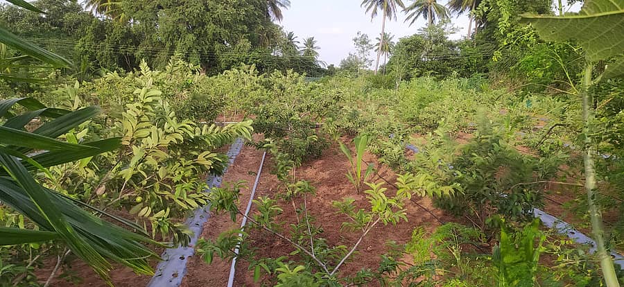 ನಾಯಕನಹಟ್ಟಿ ಹೋಬಳಿಯ ಎನ್.ಗೌರೀಪುರದಲ್ಲಿ ಸಮಗ್ರ ಕೃಷಿ ಪದ್ಧತಿಯಲ್ಲಿ ಸೀಬೆ