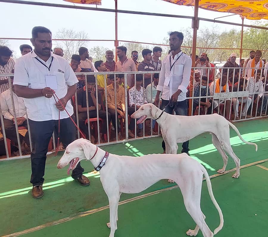 ಮುಧೋಳ ರನ್ನ ಕ್ರೀಡಾಂಗಣದಲ್ಲಿ ಶನಿವಾರ ನಡದ ಶ್ವಾನ ಪ್ರದರ್ಶನದಲ್ಲಿ ಮುಧೋಳ ತಳಿಯ ನಾಯಿಗಳು