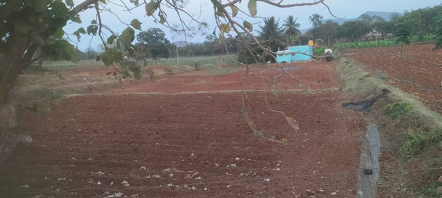 ಗುಂಡ್ಲುಪೇಟೆ ತಾಲ್ಲೂಕಿನ ರೈತರೊಬ್ಬರು ಭೂಮಿ ಉಳುಮೆ ಮಾಡಿ ಹಾಗೇ ಬಿಟ್ಟಿರುವುದು