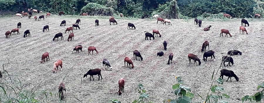 ಬಸವಾಪಟ್ಟಣದ ಬೀಳು ಬಿದ್ದಿರುವ ಹೊಲದಲ್ಲಿ ಮೇವು ಹುಡುಕುತ್ತಿರುವ ಕುರಿಗಳು