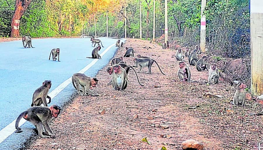 <div class="paragraphs"><p>ರಿಪ್ಪನ್ಪೇಟೆ ಪಟ್ಟಣದ ರಸ್ತೆ ಬದಿಯಲ್ಲಿ ಬೀಡು ಬಿಟ್ಟಿರುವ ಮಂಗಗಳ ಹಿಂಡು</p></div>