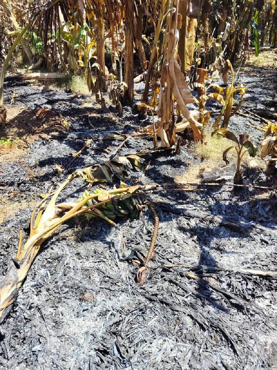 ಹುಣಸೂರು ತಾಲ್ಲೂಕಿನ ದೈತ್ಯನಕೆರೆ ಕಾವಲಿನಲ್ಲಿ ಭಾನುವಾರ ರೈತ ಶಿವಕುಮಾರ್ ಬಾಳೆ ತೋಟಕ್ಕೆ ಬೆಂಕಿ ತಗಲಿ ಭಸ್ಮವಾಗಿರುವುದು