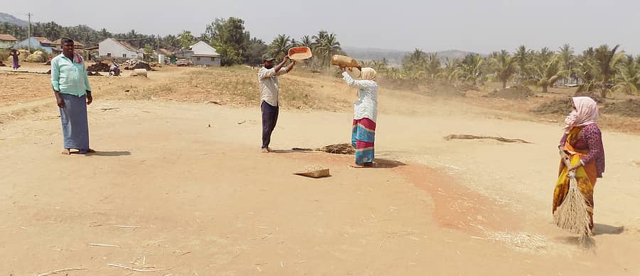 ಹಳೇಬೀಡು ಸಮೀಪದ ರಾಜಗೆರೆಯಲ್ಲಿ ರಾಗಿ ಒಕ್ಕಣೆ ಮಾಡಿದ ರೈತರು