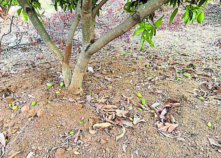 <div class="paragraphs"><p>ರಾಮನಗರದ ಪಾಲಾಭೋವಿದೊಡ್ಡಿಯಲ್ಲಿ ಬಿಸಿಲಿನ ಹೊಡೆತಕ್ಕೆ ಮಾವಿನಕಾಯಿಗಳು ಉದುರಿರುವುದು (ಎಡಚಿತ್ರ), ರಾಮನಗರ ಹೊರಲವಯದ ಮಾವಿನ ತೋಟದಲ್ಲಿರುವ ಮರದಲ್ಲಿ ಫಸಲು ಕಮ್ಮಿಯಾಗಿರುವುದು</p></div>