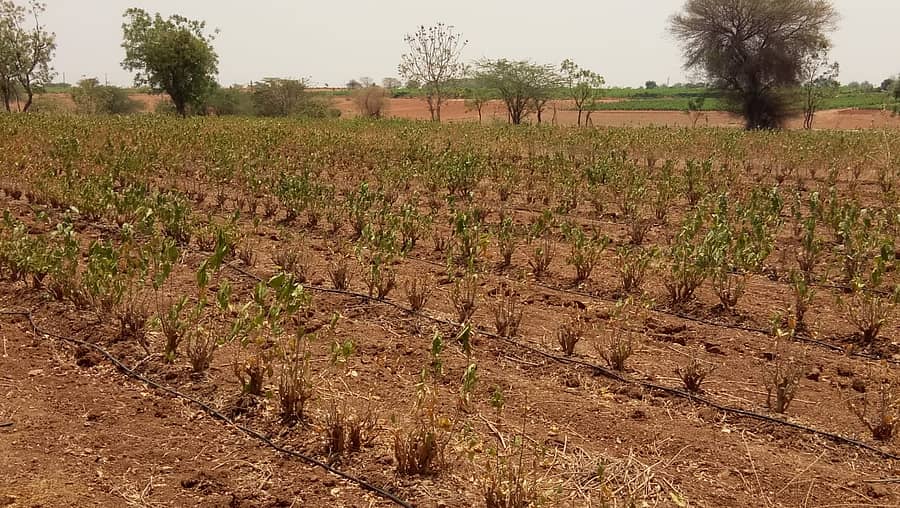 ನೀರಿಲ್ಲದೆ ಒಣಗಿ ಹೋಗಿರುವ ರೇಷ್ಮೆ ಬೆಳೆ