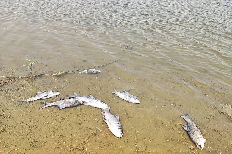 ಕಂಪ್ಲಿ ತಾಲ್ಲೂಕು ನಂ.10 ಮುದ್ದಾಪುರ ವ್ಯಾಪ್ತಿಯ ಗೌರಮ್ಮ ಕೆರೆಯಲ್ಲಿ ಮೀನುಗಳು ಸಾವನ್ನಪ್ಪಿರುವುದು