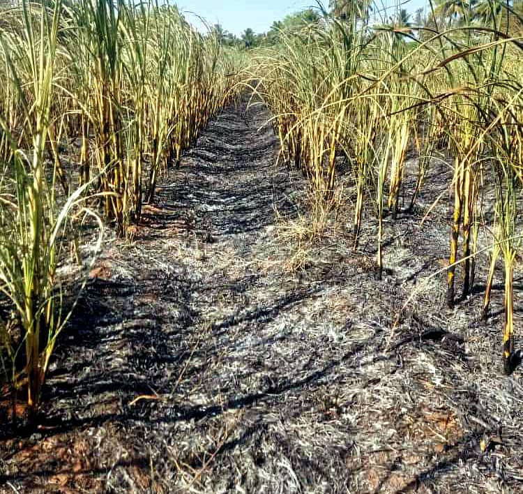 ಚನ್ನಪಟ್ಟಣ ತಾಲ್ಲೂಕಿನ ಚಿಕ್ಕಬೋರೇಗೌಡನದೊಡ್ಡಿ ಗ್ರಾಮದ ಬಳಿ ವಿದ್ಯುತ್ ಶಾರ್ಟ್ ಸರ್ಕ್ಯೂಟ್ ನಿಂದ ಸುಟ್ಟು ಭಸ್ಮವಾಗಿರುವ ಕಬ್ಬು ಬೆಳೆ