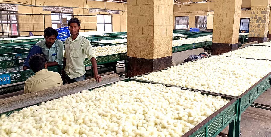 ವಿಜಯಪುರದ ರೇಷ್ಮೆಗೂಡು ಮಾರುಕಟ್ಟೆ