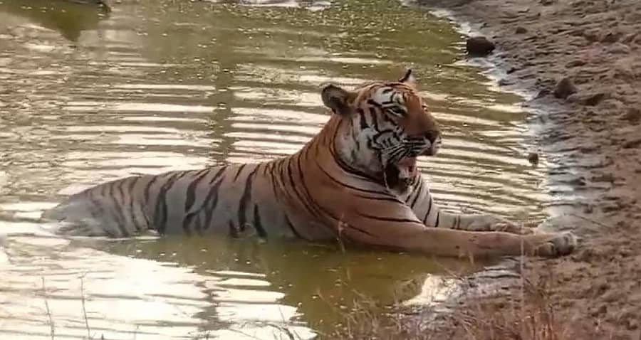 ಬಂಡೀಪುರ ಅಭಯಾರಣ್ಯದಲ್ಲಿ ಹುಲಿಯೊಂದು ಬೇಸಿಗೆ ಬಿಸಿಲಿನ ಝಳ ತಾಳಲಾರದೆ ಕೆರೆಗೆ ಇಳಿದು ಮೈ ತಣಿಸಿಕೊಳ್ಳುತ್ತಿರುವ ದೃಶ್ಯ