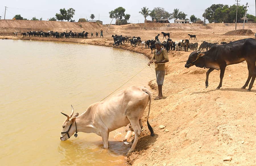 ಧಾರವಾಡ ತಾಲ್ಲೂಕಿನ ದುಬ್ಬನಮರಡಿ ಗ್ರಾಮದ ಕೆರೆಯ ಗುಂಡಿಯಲ್ಲಿ ಜಾನುವಾರು ನೀರು ಕುಡಿಯುತ್ತಿರುವುದು –ಪ್ರಜಾವಾಣಿ ಚಿತ್ರ/ಬಿ.ಎಂ.ಕೇದಾರನಾಥ