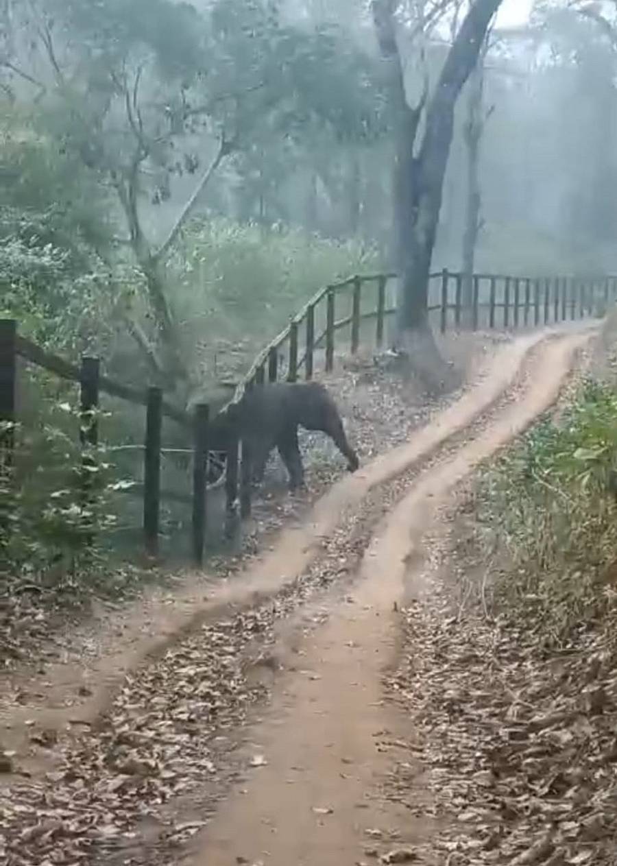 ಕೊಡಗು ಜಿಲ್ಲೆಯ ಸೋಮವಾರಪೇಟೆ ತಾಲ್ಲೂಕಿನ ಐಗೂರು ಸಮೀಪ ಗುರುವಾರ ಕಾಡಾನೆಯೊಂದು ರೈಲ್ವೆ ಬ್ಯಾರಿಕೇಡ್ ದಾಡಿದ ದೃಶ್ಯ