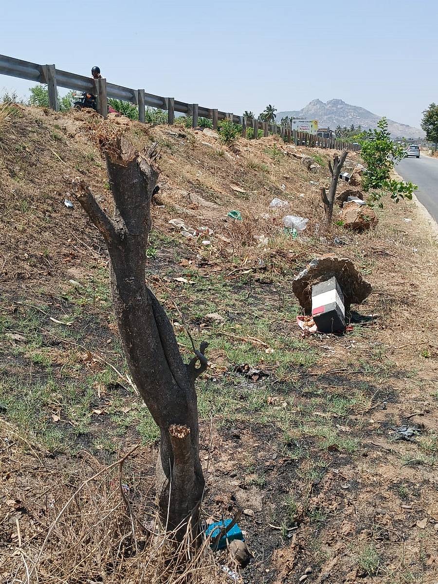 ಚಿಕ್ಕಬಳ್ಳಾಪುರ ಹೊರವಲಯದ ಬೈಪಾಸ್ ಬಳಿ ಮರಗಳನ್ನು ಕಡಿದಿರುವುದು