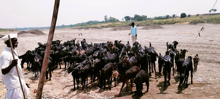 ಅಫಜಲಪುರ ತಾಲ್ಲೂಕಿನ ಗುಡ್ಡೇವಾಡಿ ಹತ್ತಿರ ಭೀಮಾ ನದಿಯಲ್ಲಿ ಭಾನುವಾರ ನೀರಿಗಾಗಿ ಮೇಕೆಗಳು ಅಡ್ಡಾಡುತ್ತಿರುವುದು 