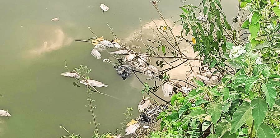 ನಾಗಮಂಗಲ ಪಟ್ಟಣದ ಹಿರಿಕೆರೆಯಲ್ಲಿ ನೀರು ಮಲೀನಗೊಂಡಿರುವ ಹಿನ್ನೆಲೆಯಲ್ಲಿ ಮೀನುಗಳು ಸತ್ತು ತೆಲುತ್ತಿರುವುದು.