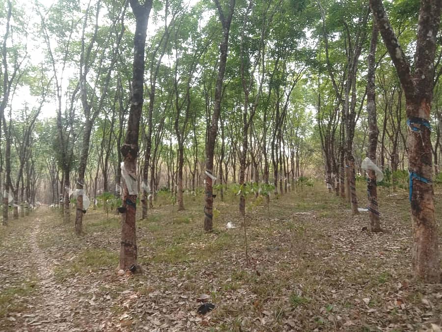 ನರಸಿಂಹರಾಜಪುರ ತಾಲ್ಲೂಕಿನ ಲಿಂಗಾಪುರ ಗ್ರಾಮದ ವ್ಯಾಪ್ತಿಯಲ್ಲಿರುವ ರಬ್ಬರ್ ತೋಟ