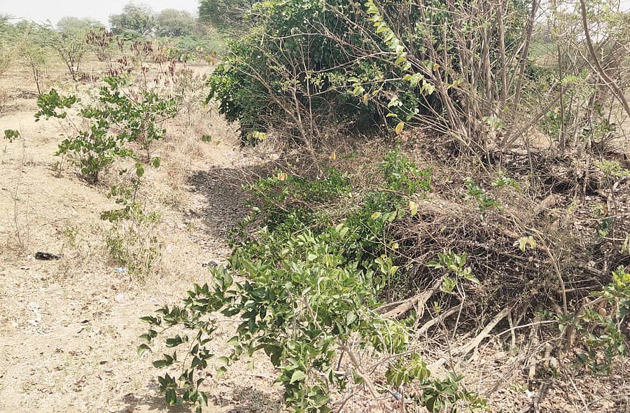 ಬಾಗೇಪಲ್ಲಿ ಪಟ್ಟಣದ ಬ್ರಿಟಿಷರು ನಿರ್ಮಿಸಿದ ಚಿತ್ರಾವತಿ ಕಣಜದಲ್ಲಿ ತುಂಬಿ ಹರಿದ ನೀರು ವ್ಯರ್ಥ ಆಗದಿರಲು ನಿರ್ಮಿಸಿರುವ ಪೋಷಕ ಕಾಲುವೆ ಇದೀಗ ಅವಸಾನದ ಅಂಚಿನಲ್ಲಿ ಇದೆ