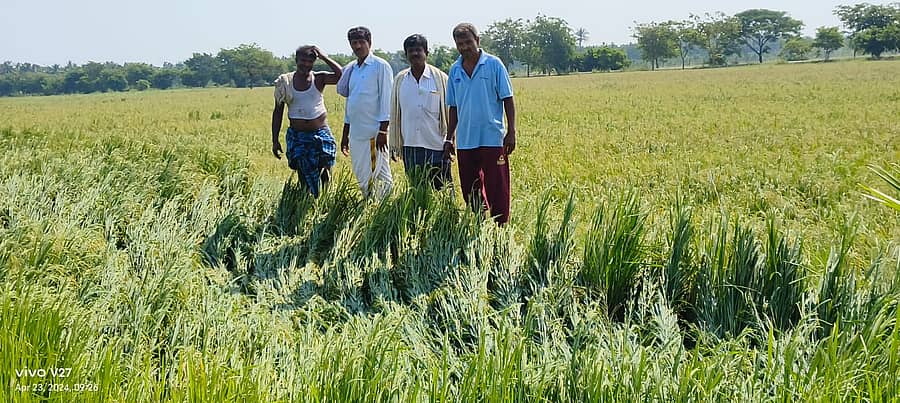 ಕಡರನಾಯ್ಕನಹಳ್ಳಿ ಸಮೀಪದ ಉಕ್ಕಡಗಾತ್ರಿಯಲ್ಲಿ ಗಾಳಿ, ಆಲಿಕಲ್ಲು ಸಹಿತ ಸುರಿದ ಮಳೆಗೆ ಬತ್ತದ ಪೈರು ನೆಲಕ್ಕುರುಳಿದೆ